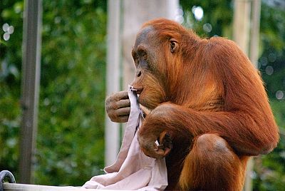 Un estudio señala que los orangutanes transmiten su propia cultura, como los humanos