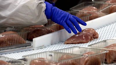 Una treballadora manipula un pit de pollastre a l'escorxador Avidel de Lleida Una treballadora manipula un pit de pollastre a l'escorxador Avidel de Lleida