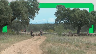 Una familia cruza España junto a un rebaño de 1.700 ovejas para mantener viva la trashumancia
