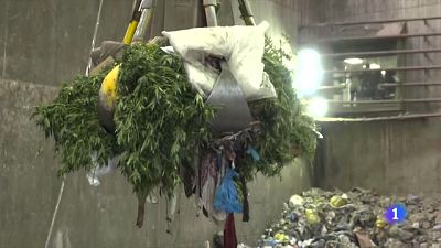 Les plantes de marihuana s'amunteguen a dependències policials Les plantes de marihuana s'amunteguen a dependències policials