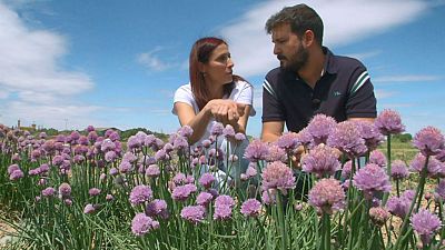 Las mejores flores comestibles para incorporar a tus platos