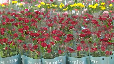 Els floristes preveuen vendre 6 milions de roses per Sant Jordi