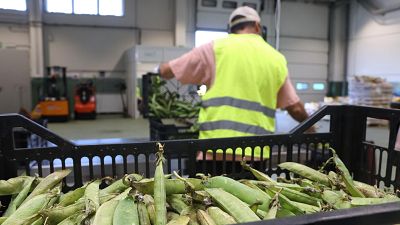 Un treballador del Foodback triant la verdura que es recuperarà | ACN
