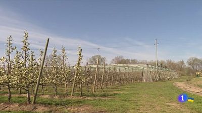 Les fortes gelades destrossen les collites dels fruits de pinyol