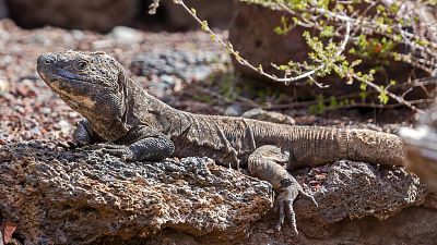 Un fósil "olvidado" adelanta el origen de los lagartos a 35 millones de años