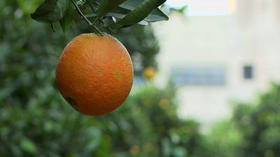 Frutas más pequeñas e incremento de costes: las consecuencias de la sequía para el campo valenciano