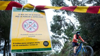 La Generalitat de Cataluña solicita la ayuda de la UME para frenar la propagación de la peste porcina africana