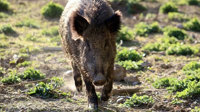 El Gobierno crea un comité científico de asesoramiento sobre la peste porcina africana