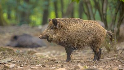 El Govern estima que la població de porcs senglars a Catalunya pot arribar als 180.000 especimens a l'estiu El Govern estima que la població de porcs senglars a Catalunya pot arribar als 180.000 especimens a l'estiu