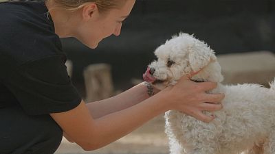 El gran enigma: ¿qué nos diferencia mentalmente de la especie animal?