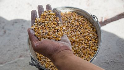 El difícil equilibrio del grano ucraniano: precios, hambre, poder e imagen