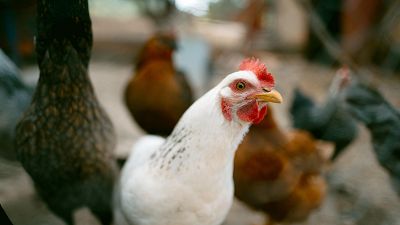 Agricultura confina todas las explotaciones de aves de corral al aire libre por la gripe aviar