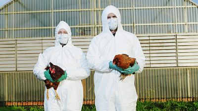 Gripe aviar: ¿Cómo está afectando a España?