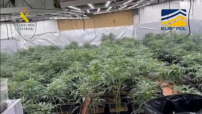 La Guardia Civil detiene a 38 personas de una red internacional que enviaba droga por paquete postal