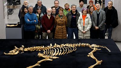 Hallados los restos de un esqueleto de bisonte casi completo de hace 4.000 años en Navarra