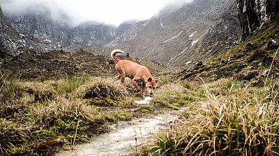 Hallan 15 ejemplares de la raza de perro más antigua del mundo, que se creía extinguida en libertad