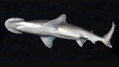 Hallan el primer tiburón omnívoro del planeta: el cabeza de pala