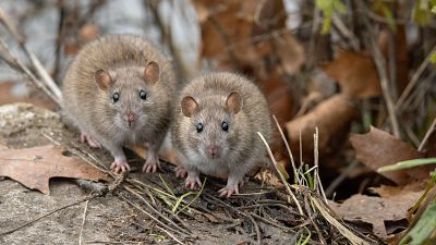 ¿Qué es el hantavirus?