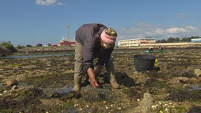 Importante reducción de capturas nos últimos anos na ría de Arousa