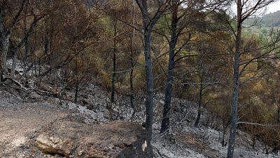 Part calcinada per l'incendi de Paüls a Alfara de Carles | ACN Part calcinada per l'incendi de Paüls a Alfara de Carles | ACN