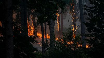 Anatomía del incendio más grande de la historia de España: más de 50.000 hectáreas en cinco días