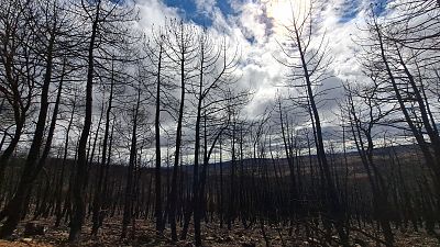 Incendios: cada vez más devastadores e incontrolables