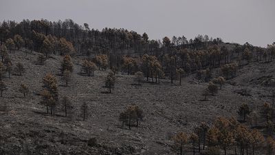 Terreno quemado en el incendio forestal de La Mierla, en Guadalajara, el segundo mayor de este siglo.