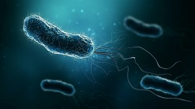 Las infecciones bacterianas comunes fueron la segunda causa de mortalidad mundial en 2019