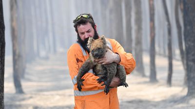 El infierno ecológico de Australia podría haberse cobrado ya la vida de mil millones de animales