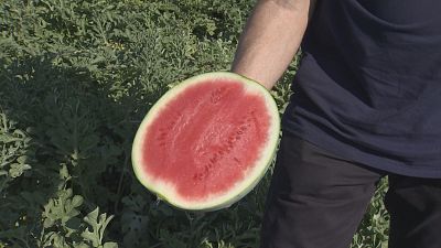 Los agricultores innovan en el Campo de Cartagena