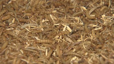 Insectos para el futuro: ¿nuevos alimentos y más sostenibilidad para el planeta?