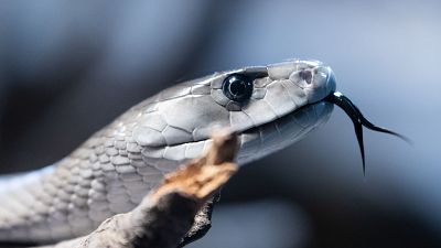 La inteligencia artificial ayuda a salvar millones de vidas en riesgo por mordeduras de serpiente