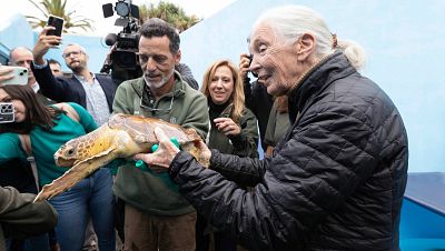 Jane Goodall: "Hay dos grandes amenazas en el mundo, el cambio climático y la pérdida de biodiversidad"