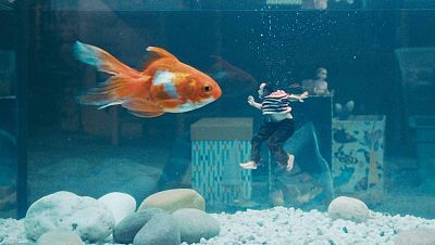 Un pez grande nada en un acuario, mientras una persona pequeña con ropa a rayas cae en el agua. Se observan piedras, grava y objetos decorativos en el fondo.