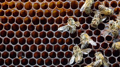 La corte de la UE refrenda la prohibición de tres pesticidas que están detrás de la desaparición de las abejas