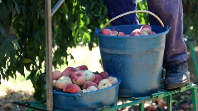 El temporer del Segrià va morir per una insuficiència cardiorespiratòria aguda en un context "d'estrès per la calor"