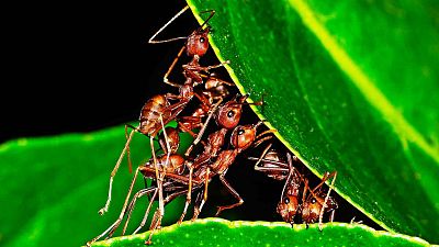 ¿Qué lecciones podemos aprender de las hormigas?