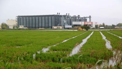 Camps d'arròs davant de la cooperativa arrossaire de Deltebre | ACN