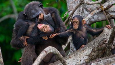 Una ley para proteger a los grandes simios, los parientes evolutivos más cercanos al ser humano