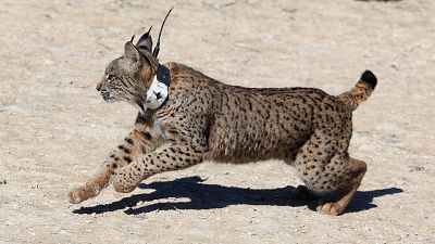 El lince ibérico regresa a Aragón después de medio siglo