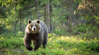Los incendios han afectado a santuarios del oso pardo como Somiedo o Picos de Europa