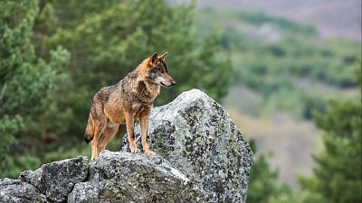 El lobo: ¿una especie 'estrictamente protegida' o solo 'protegido'?