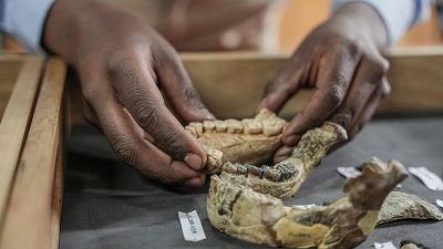 Lucy: 50 años del descubrimiento del fósil que revolucionó la percepción de la evolución humana