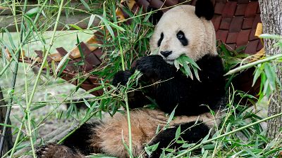 El Zoo de Madrid recibirá a una nueva pareja de pandas el próximo 29 de abril