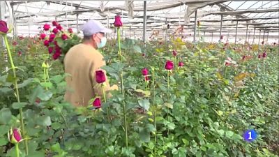 Els floristes encaren amb optimisme el Sant Jordi