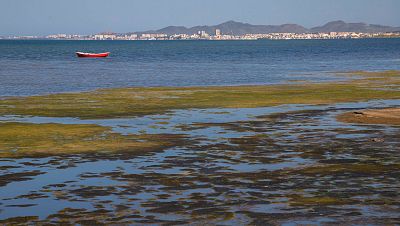 El Mar Menor, en riesgo de un nuevo episodio de falta de oxígeno y "muerte masiva de organismos", según el IEO