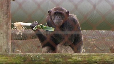 Mi mascota es un primate: las consecuencias devastadoras de la humanización de estos animales