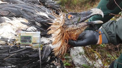 Matan a Centenario, ejemplar de quebrantahuesos introducido en Picos de Europa en 2017 - Cantabria Informativos | Escuchar