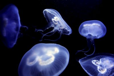 Medusas, las 'mariposas del mar'