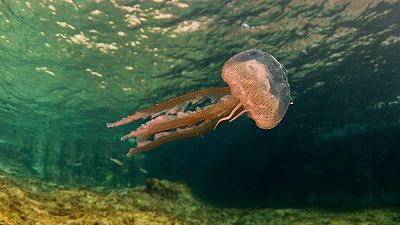 Medusas, ¿son cada vez más frecuentes y abundantes?